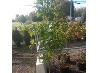 Greenhouse